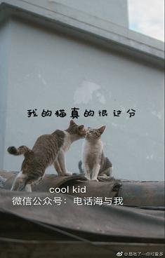 我的貓真的很過分